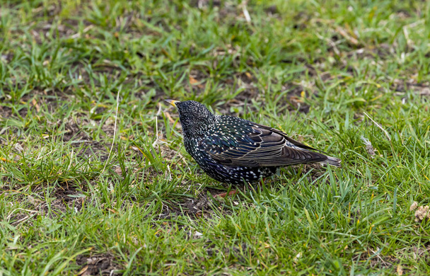 Common starling (Sturnus vulgaris), also known as the European starling, or in the British Isles just the starling, is a medium-sized passerine bird in the starling family, Sturnidae.  - Photo, Image