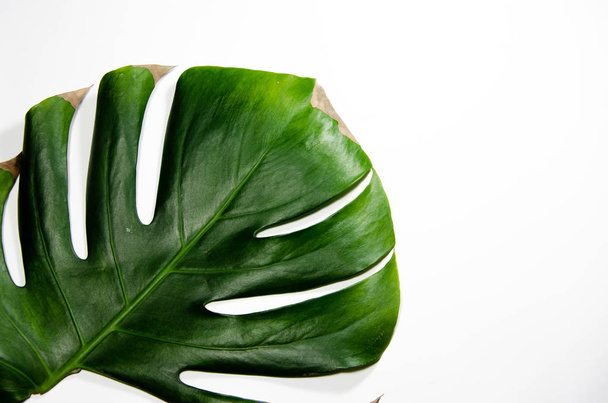 Monstera Liana. Grote groene blad op een witte achtergrond. Macro. Plant - Foto, afbeelding