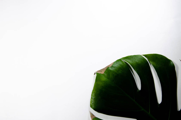 Монстера Лиана. Большой зеленый лист на белом фоне. Макро. Плант
 - Фото, изображение