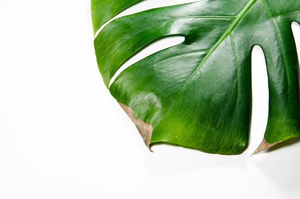 Η τέρας Λιάνα. Μεγάλο πράσινο φύλλο σε λευκό φόντο. Μακροεντολή. Εγκαταστάσεις - Φωτογραφία, εικόνα