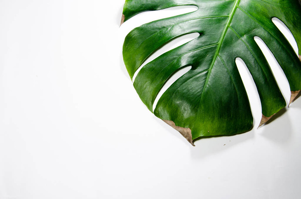 Canavarliana Liana. Beyaz arka plan üzerinde büyük yeşil yaprak. Makro. Bitki - Fotoğraf, Görsel