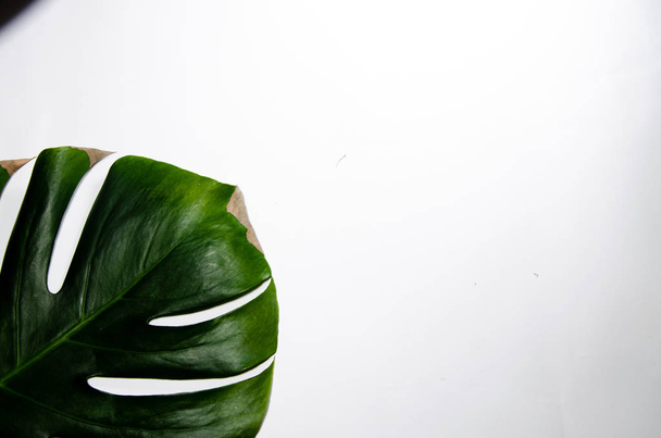 Монстера Лиана. Большой зеленый лист на белом фоне. Макро. Плант
 - Фото, изображение