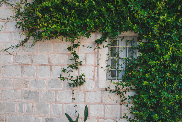 tırmanıcı bitkiler ile pencere ile gri tuğla duvar üzerine inşa - Fotoğraf, Görsel