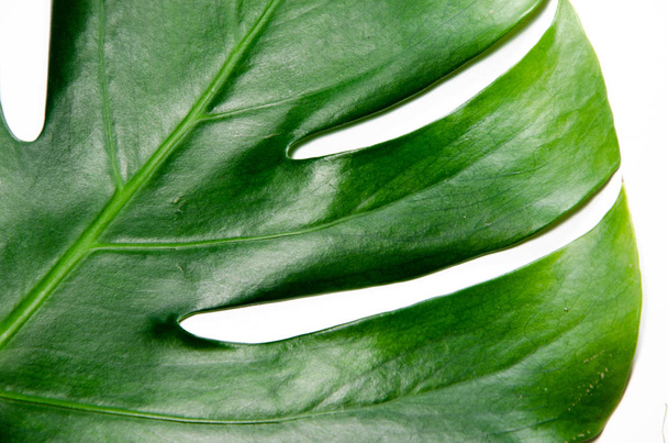 Monstera Liana. Grande feuille verte sur fond blanc. Macro. Plante
 - Photo, image