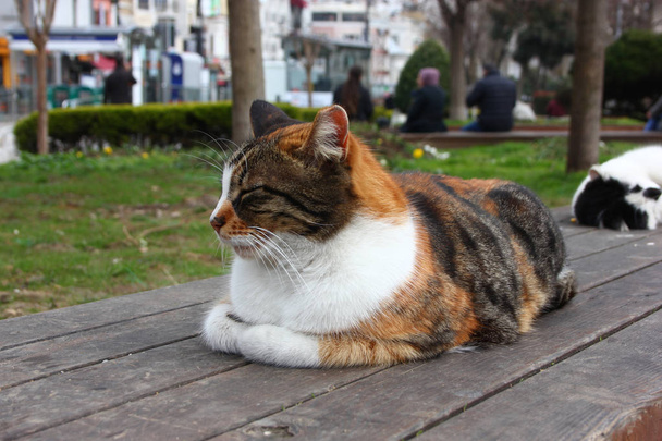 Los gatos de Estambul
 - Foto, imagen