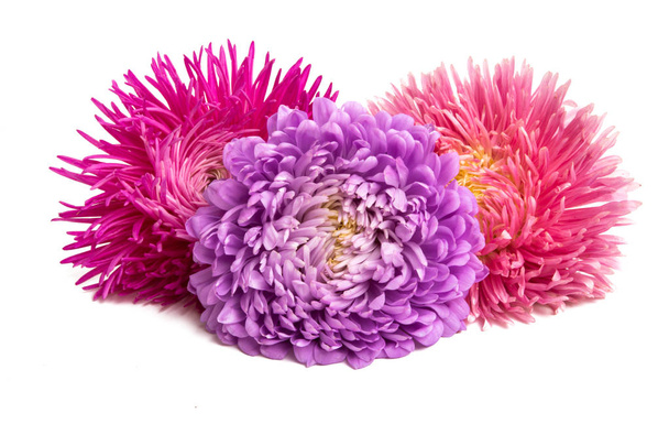 Астер квітка ізольовані
  - Фото, зображення
