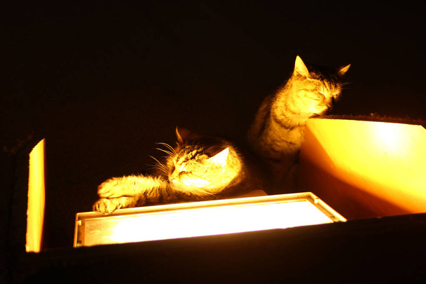 Кішки Стамбула - Фото, зображення