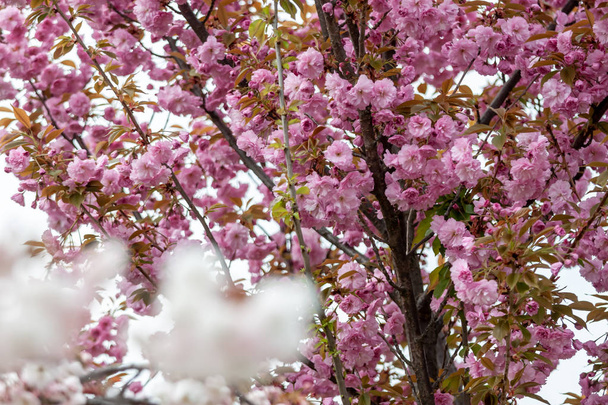 drzewo kwiat kwitnąć owoc różowy wiosna zbliżenie - Zdjęcie, obraz