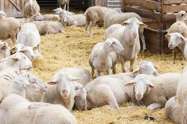 Moutons à la ferme - Photo, image