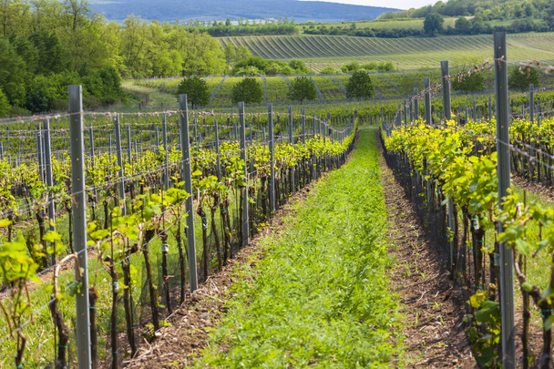 vineyards, Palava, Moravia region, Czech Republic - Photo, Image