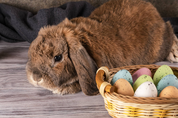 Easter chubby bunny raised his ear. Wicker basket with festive E - Φωτογραφία, εικόνα