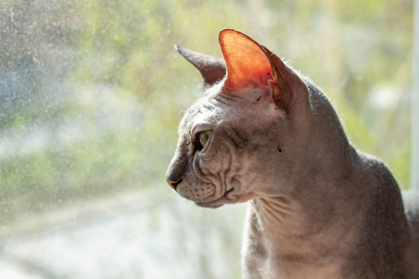 Kalju harmaa kissa rotu sfinksi istuu lähellä ikkunaa lähikuva
 - Valokuva, kuva