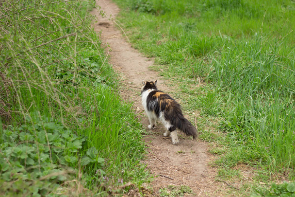 Kabarık vahşi kedi kırmızı-siyah-beyaz ormanda çim üzerinde yürüyor - Fotoğraf, Görsel