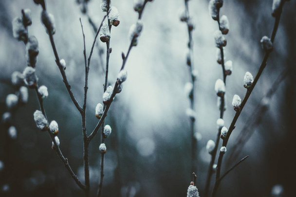 Blossoming willow buds on a tree in the spring forest in Russia - Foto, immagini