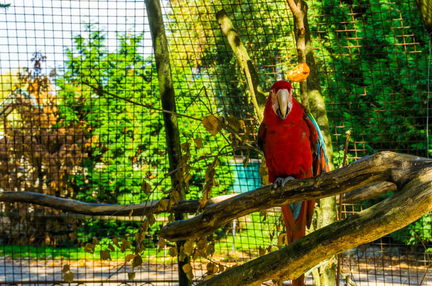 red and green macaw parrot sitting on a tree branch in the aviary, tropical bird from America, popular pet in aviculture - Photo, Image