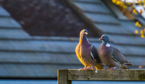 par de palomas de madera comunes sentadas juntas en una viga de madera, palomas comunes de Europa
 - Foto, imagen