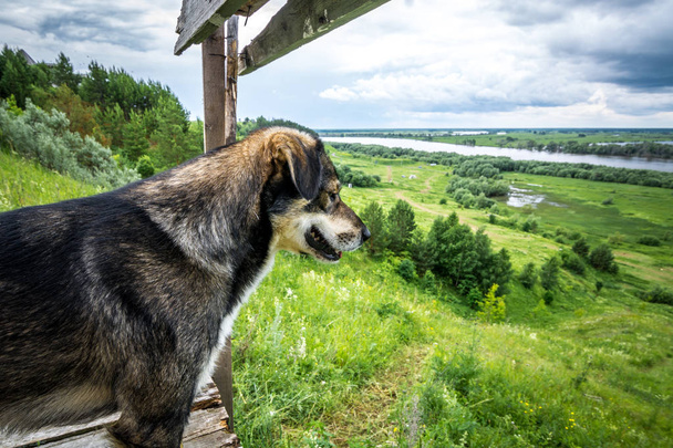 Красивая собака стоит на деревянной лестнице и смотрит вдаль
. - Фото, изображение