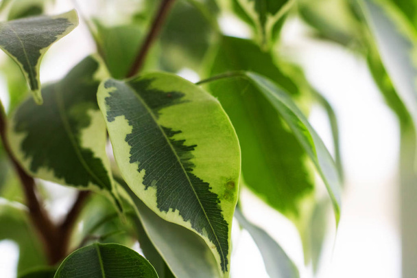 Groene bladeren van een plant close-up - Foto, afbeelding
