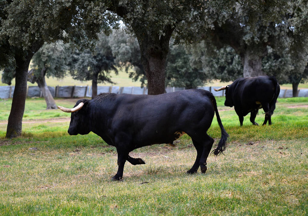 Bulle in Spanien auf der grünen Wiese mit großen Hörnern - Foto, Bild