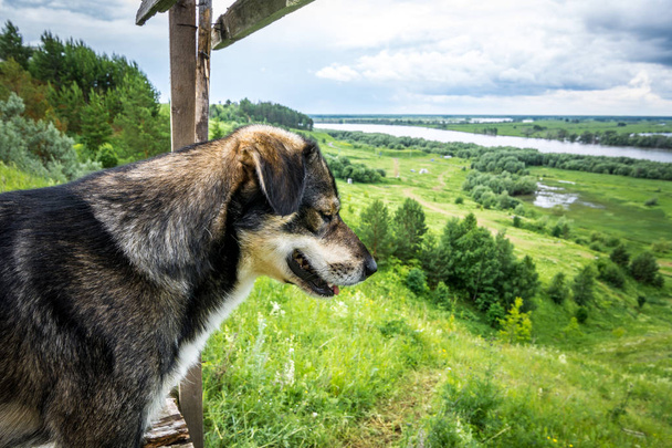 Yamaçtan aşağıya bakan güzel köpek - Fotoğraf, Görsel