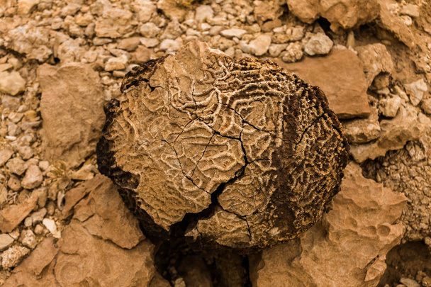 Tabula coralli fossili nel deserto dell'Arabia Saudita vicino a Riyadh
 - Foto, immagini