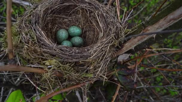 Blackbird's nest met blauwe eieren op een boom close-up - Video
