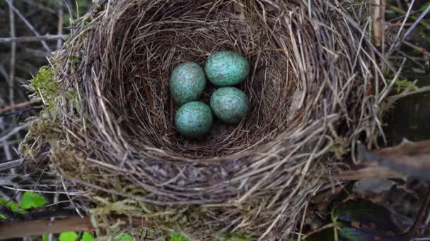 Черная птица гнездо с голубыми яйцами на дереве близко
 - Кадры, видео