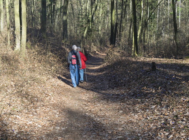 春の森の中を歩く2人のシニアカップルが、青い liverwort または kidneywort の花とブナと針葉樹の木を咲かせる. - 写真・画像