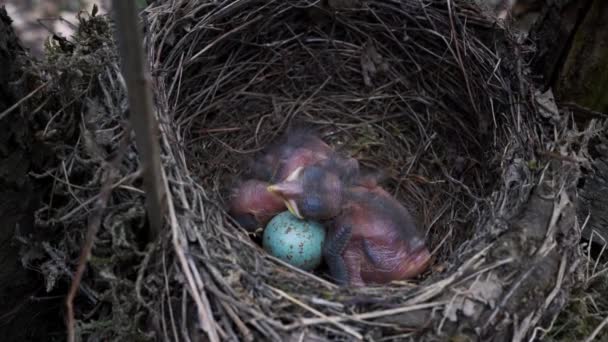 Blackbird курчат в гнізді - Кадри, відео
