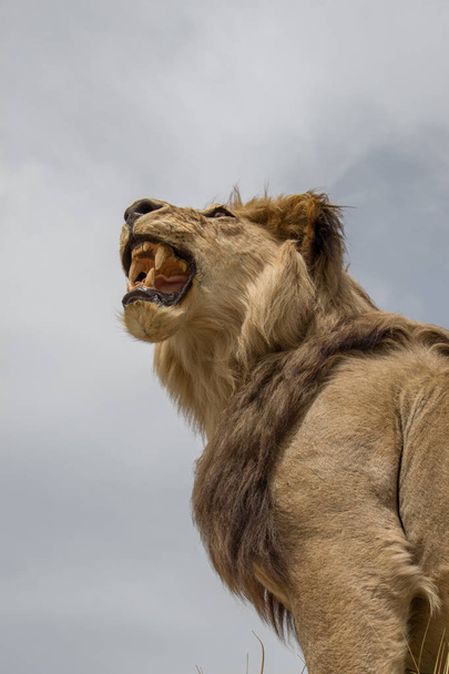 Pää täytetyt leijona suu auki
 - Valokuva, kuva