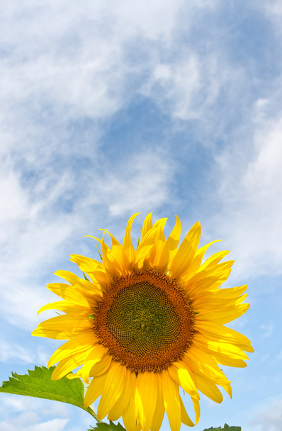 Sonnenblume - Foto, Bild