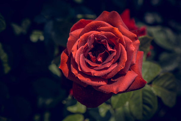 Kaunis värikäs ruusu kukka
 - Valokuva, kuva