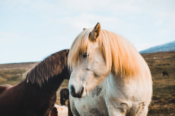 Beaux chevaux islandais en Islande, Europe
 - Photo, image