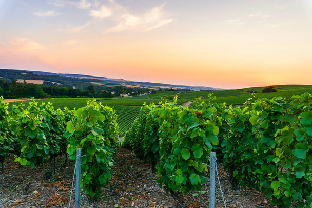 Vitigno a file in vigneti di champagne sullo sfondo del tramonto, Reims, Francia
 - Foto, immagini