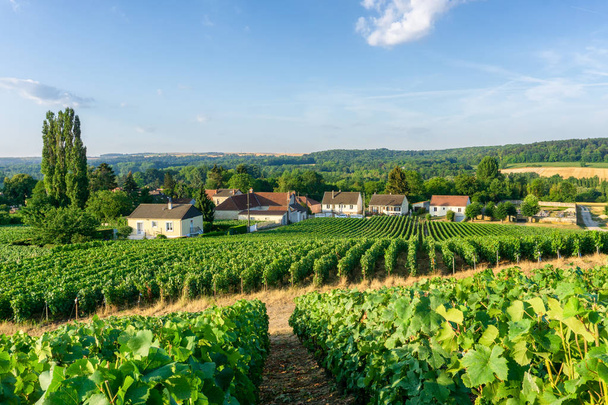 Hroznů révy řádek v šampaňským vinicemi na montagne de reims krajiny vesnice pozadí, Francie - Fotografie, Obrázek