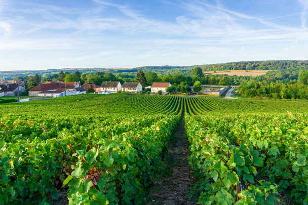 Row vine grape in champagne vineyards at montagne de reims countryside village background, France - Photo, Image