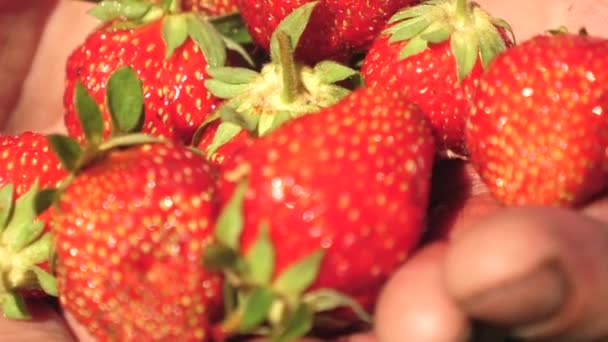 farmář v dlaních vykazuje červené jahody zblízka. mužské dlaně zobrazující šťavnaté jahody v létě na zahradě. Zahradník vybírá zralé bobule. - Záběry, video