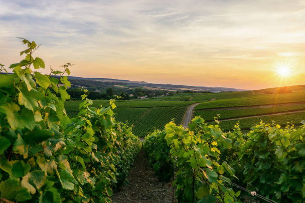 Row vine grape in champagne vineyards at montagne de reims countryside village background, France - Foto, Imagem