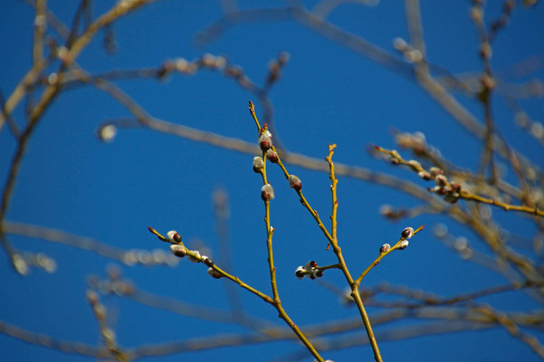 brotes en ramas de sauce contra un cielo azul
 - Foto, imagen