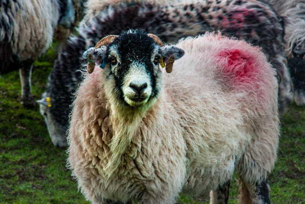 Pecore in un prato su erba verde  - Foto, immagini
