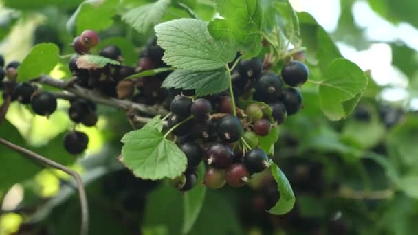grote zoete bessen berry. Oogsten van zwarte bessen. smakelijke berry op de tak. Tuin business. Close-up. zwarte rijpe sappige krenten in de tuin. - Video