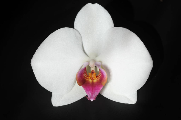 Біла квітка орхідеї на чорному фоні
 . - Фото, зображення