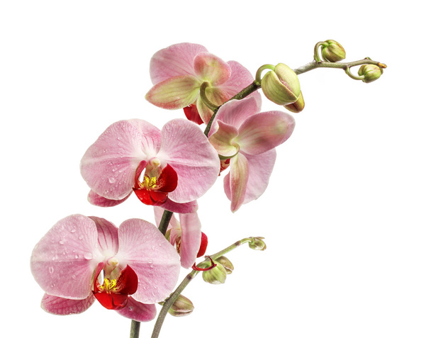 Orchid flowers - Photo, Image