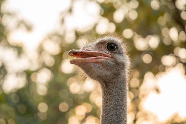 ostrich head close up - Фото, зображення