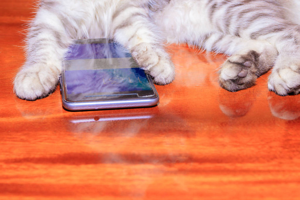 pata gato listrado branco - cinza usado com telefone celular Em madeira
 - Foto, Imagem