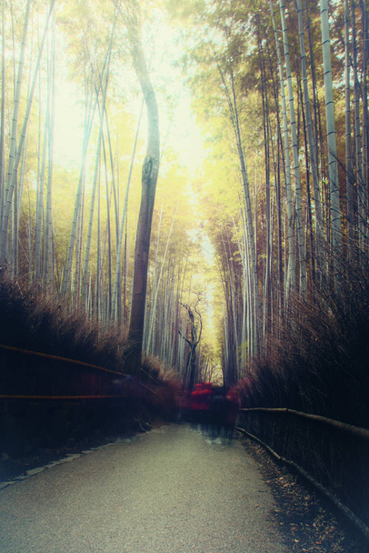 Polku bambupuiden läpi, Japani
 - Valokuva, kuva