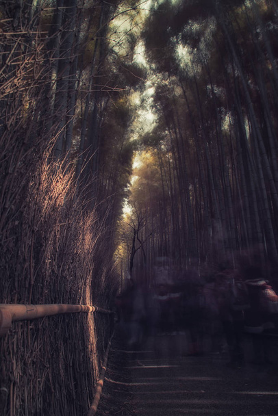 Camino a través de árboles de bambú, Japón
 - Foto, Imagen