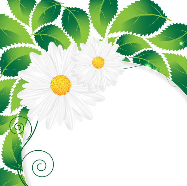 Chamomiles and leaves - Vector, imagen