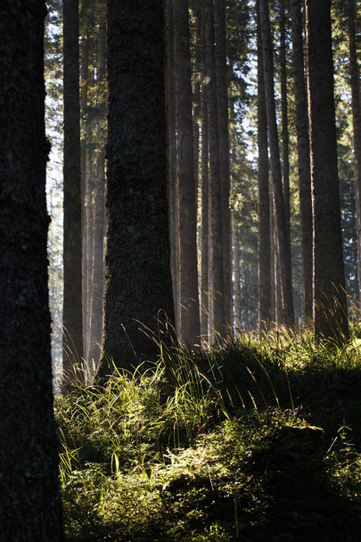 Forest of spruce trees and trunks in the morning sunshine.  - Foto, afbeelding