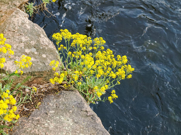 川の上の岩の上に成長野生のオーリニアサクサティリスを開花 - 写真・画像